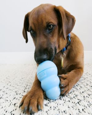 Kong Puppy Toy – Blue