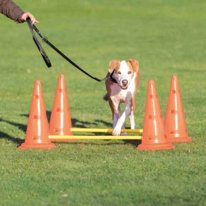 dog agility set