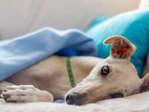 A Guide to Different Types of Dog Coats 2 greyhound