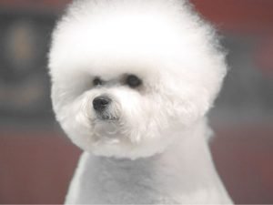 A Guide to Different Types of Dog Coats 3 bichon