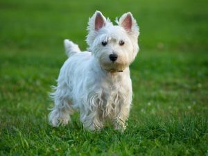 A Guide to Different Types of Dog Coats 4 westie