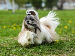 A Guide to Different Types of Dog Coats 5 shi tzu