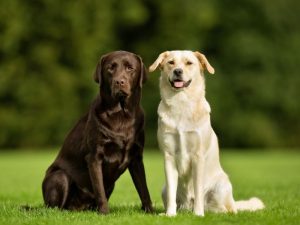 A Guide to Different Types of Dog Coats 6 labrador