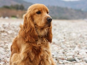 A Guide to Different Types of Dog Coats 7 cocker spaniel