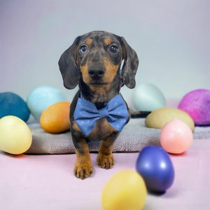 dog bow tie