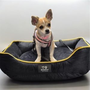 velvet dog bed